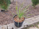 sklep ogrodniczy - Mrozoodporna niebieska Yucca Rostrata SAPPHIRE SKIES /C3 *T2