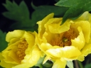 sadzonki - Piwonia żółta YELLOW QUEEN Paeonia delavayi var. delavayi f. lutea /C3 *T41