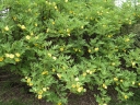 sklep ogrodniczy - Piwonia żółta YELLOW QUEEN Paeonia delavayi var. delavayi f. lutea /C3 *T41