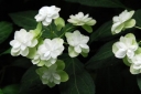 rośliny ozdobne -  Hortensja piłkowana FUJI-NO-TAKI Hydrangea serrata /C2
