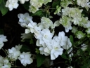 sadzonki - Hortensja piłkowana FUJI-NO-TAKI Hydrangea serrata /C2