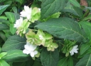rośliny ogrodowe - Hortensja piłkowana FUJI-NO-TAKI Hydrangea serrata /C2