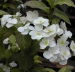 sadzonki - Hortensja piłkowana FUJI-NO-TAKI Hydrangea serrata /C2