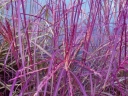 rośliny ozdobne -  Miskant chiński DRONNING INGRID Miscanthus sinensis /C2,5