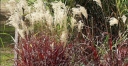 rośliny ozdobne - Miskant chiński DRONNING INGRID Miscanthus sinensis /C2,5