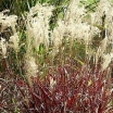 rośliny ozdobne - Miskant chiński DRONNING INGRID Miscanthus sinensis /C2,5