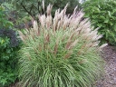 sklep ogrodniczy - Miskant chiński ADAGIO Miscanthus sinensis /C2-C3 *26