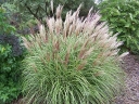 rośliny ogrodowe - Miskant chiński ADAGIO Miscanthus sinensis /C2-C3 *26