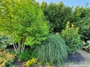 rośliny ogrodowe - Miskant chiński ADAGIO Miscanthus sinensis /C2-C3 *26