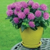 sadzonki -  Pysznogłówka karłowa 'Pardon My Purple' Monarda C2,5