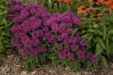 rośliny ogrodowe - Pysznogłówka karłowa 'Pardon My Purple' Monarda C2,5