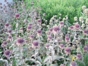 sklep ogrodniczy - Pysznogłówka karłowa 'Pardon My Purple' Monarda C2,5