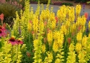 sadzonki -  Trytoma LEMON POPSICLE Kniphofia