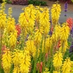 sklep ogrodniczy - Trytoma LEMON POPSICLE Kniphofia