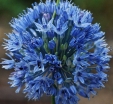 sadzonki - Czosnek Błękitny w dnoniczce (Allium Caeruleum) 5 szt