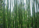 sadzonki -  Skrzyp japoński Equisetum japonicum P9 *K5