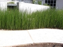 rośliny ogrodowe - Skrzyp japoński Equisetum japonicum P9 *K5