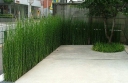 sadzonki - Skrzyp japoński Equisetum japonicum P9 *K5