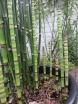 sadzonki - Skrzyp japoński Equisetum japonicum P9 *K5