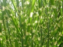 sklep ogrodniczy - Miskant olbrzymi LOTUM Miscanthus giganteus