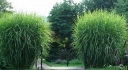 rośliny ogrodowe - Miskant olbrzymi LOTUM Miscanthus giganteus