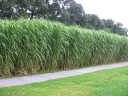 sklep ogrodniczy - Miskant olbrzymi MEIDL Miscanthus giganteus