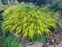 sklep ogrodniczy -  Hakonechloa macra ALL GOLD /C2 *K9
