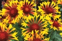 rośliny ogrodowe -  Gailardia SUN FLARE Gaillardia