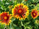 rośliny ogrodowe - Gailardia SUN FLARE Gaillardia