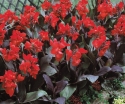 rośliny ogrodowe -  Kanna BRILLANT Paciorecznik Canna indica /C3