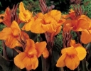 rośliny ozdobne -  Kanna WYOMING Paciorecznik Canna indica /C3