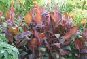 rośliny ozdobne - Kanna WYOMING Paciorecznik Canna indica /C3