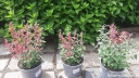 rośliny ogrodowe - Kłosowiec KUDOS CORAL Agastache x hybride C2 *44T