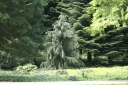 rośliny ogrodowe -  Świerk Brewera Picea breweriana C2/10-20cm *4K