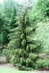 rośliny ozdobne - Świerk Brewera Picea breweriana C2/10-20cm *4K