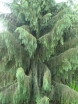 rośliny ozdobne - Świerk Brewera Picea breweriana C2/10-20cm *4K