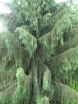 sadzonki - Świerk Brewera Picea breweriana C2/10-20cm *4K