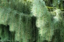 sklep ogrodniczy - Świerk Brewera Picea breweriana C2/10-20cm *4K