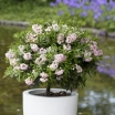 sklep ogrodniczy - Różanecznik BLOOMBUX® 'Microhirs3' Pink Rhododendron micranthum /C2 *K20