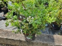 rośliny ogrodowe - Różanecznik BLOOMBUX® 'Microhirs3' Pink Rhododendron micranthum /C2 *K20