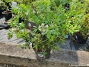 sklep ogrodniczy - Różanecznik BLOOMBUX® 'Microhirs3' Pink Rhododendron micranthum /C2 *K20