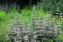 sklep ogrodniczy - Żeleźniak bulwiasty Phlomis tuberoza AMAZONE /C5 *2