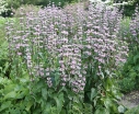 sadzonki - Żeleźniak bulwiasty Phlomis tuberoza AMAZONE /C5 *2