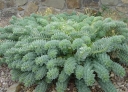 sadzonki - Wilczomlecz miętowaty Euphorbia myrsinites /P9