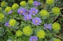 rośliny ozdobne - Wilczomlecz miętowaty Euphorbia myrsinites /P9