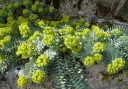 rośliny ozdobne - Wilczomlecz miętowaty Euphorbia myrsinites /P9