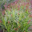 rośliny ogrodowe - Turzyca palmowa LITTLE MIDGE Carex muskingumensis /C2 *26