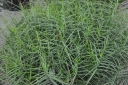 sklep ogrodniczy - Turzyca palmowa LITTLE MIDGE Carex muskingumensis /C2 *26