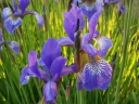 sklep ogrodniczy -  Kosaciec różnobarwny DARK AURA Irys Iris versicolor /C2 *K1