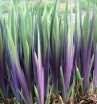 sklep ogrodniczy - Kosaciec różnobarwny DARK AURA Irys Iris versicolor /C2 *K1